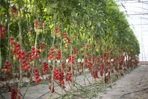 Una de las fincas piloto donde se desarrolan las investigaciones