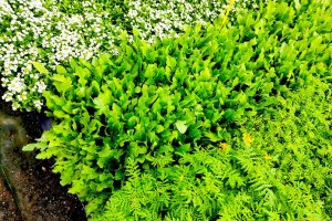 Especies vegetales que forman los lotes de plantas refugio