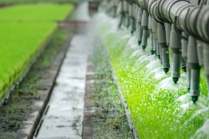 Grupos Operativos Innovación