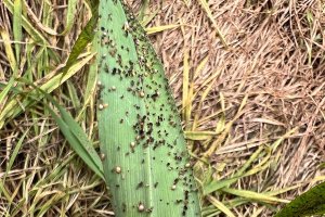 Cereal con momias de Aphidius y larvas de Aphidoletes