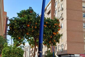 Naranjo cargado de naranjas en Pablo Iglesias