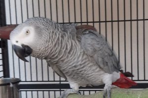 El yaco de cola roja pulpileño ya está en casa.