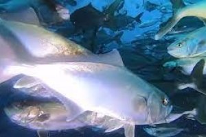 El proyecto contempla la producción de 15.000 toneladas de lecha al año.