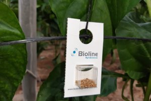 Colocación blíster