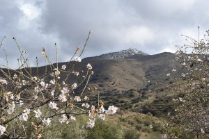 Paisaje del que se puede disfrutar en las Rutas de Almendro en Flor. /Foto: Almería Información