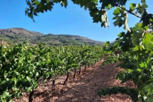 Imagen de los viñedos de Cepa Bosquet.