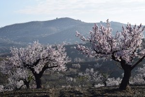 Imagen de archivo de almendros en flor en Albox.