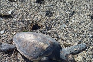 Tortuga varada en Retamar.