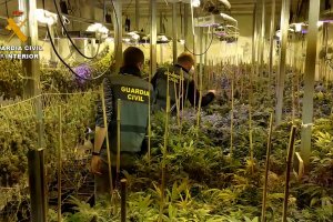 Plantación descubierta por la Guardia Civil. GC