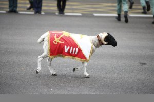 Una cabra, en un desfile del 12-O.