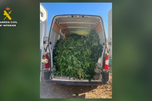 Imagen de las plantas de marihuana.