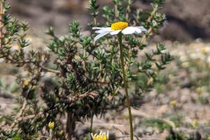 Detalles paisajísticos del Levante Almeriense.
