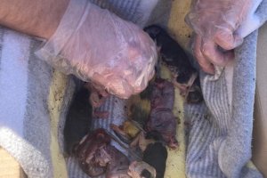 Los gatos nonatos tras su rescate.