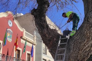 Trabajos de mejora del olmo que preside la plaza del Ayuntamiento de Viator