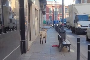 La cabra por una calle de Adra.