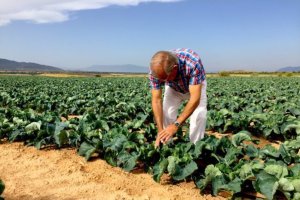 Un productor de coliflor en el campo de Palomares