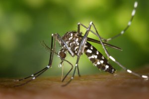 Imagen de archivo de un mosquito.