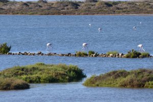 Los flamencos presidiendo Las Salinas