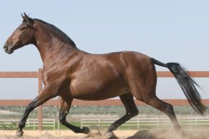 Fotografía de un caballo de pura raza española.