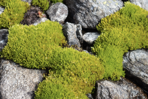 Cobertura musgo en suelos