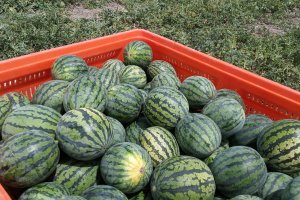 Productores de sandía enfrentan crisis por precios insostenibles