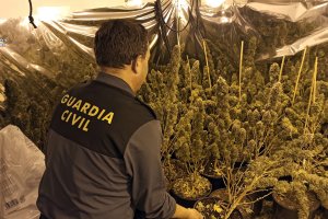 Plantación hallada en una vivienda en Macael.