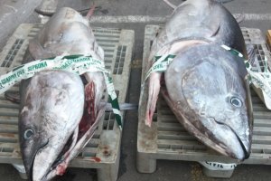 Imagen de archivo de atún requisado años atrás.