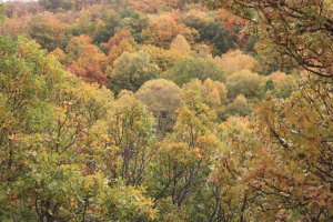 Aumento en superficie de los bosques mixtos Ibéricos