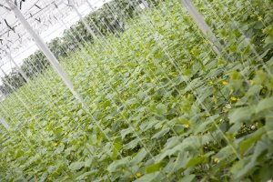 La productividad de la agricultura intensiva tira del relevo generacional