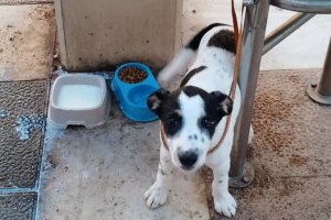 Milo, atado a una papelera de La Rambla.