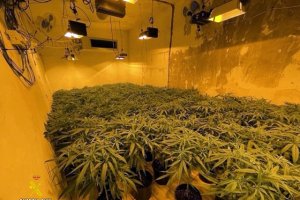 Marihuana en una vivienda de Abla.