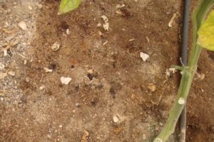 Grieta en el suelo síntoma de nematodos en cultivo de tomate