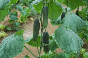 El pepino presenta la mayor diferencia de precios desde el campo al consumidor, un 636% más