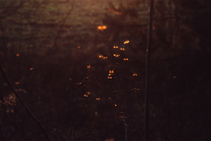 Soluciones contra las plagas en la provincia de Almería.