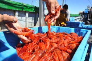 Capturas de gamba roja en  un barco de Almería.