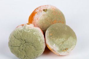 Podredumbre verde en cítricos (IRTA).