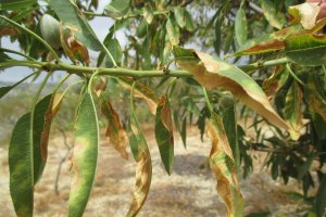 Almendro infectado en Alicante (Ester Marco-Noales).