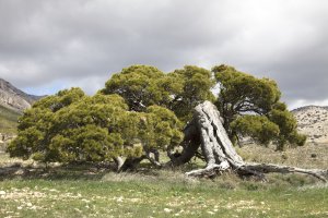 Pino de Los Chaveses de Chirivel, \'acostado\' tras el impacto del rayo pero vivo