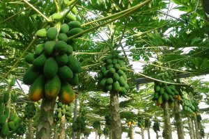 Cultivo de papaya