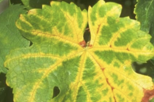 Síntomas foliares en vid de Flavescencia Dorada de la Vid