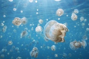 Medusas bajo el mar.