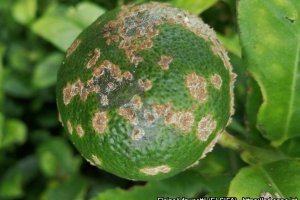 Fruto afectado por la sarna de los cítricos (EPPO).