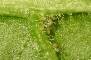 Huevos del ácaro depredador Amblyseius herbicolus bajo un exuvium de una ninfa de Diaphorina citri 