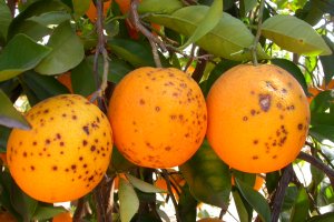 Naranjas con lesiones de mancha negra (IVIA).