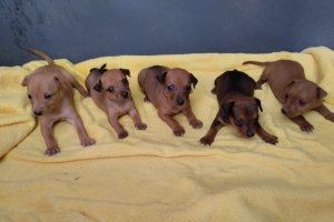 Imágenes de algunos de los cachorros rescatados por la asociación huercalense.