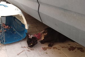 El gato maltratado, con el cuello quemado.