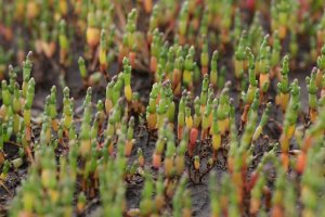 La salicornia es una planta conocida como ‘espárrago de mar’ por su forma y su proliferación en terrenos salados. Imagen: Pixabay.