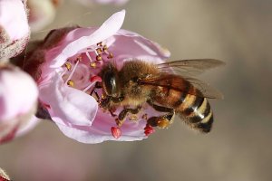Uno de los ejemplos estudiados fue el impacto que genera la presencia de abejas domésticas sobre la diversidad de polinizadores nativos