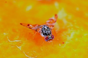 Adulto de Ceratitis capitata (Ana Guillem Amat)