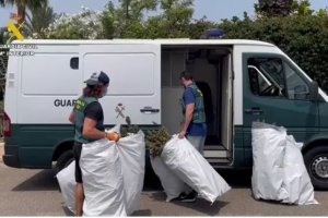 Marihuana intervenida.